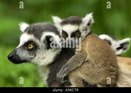 Anello-tailed lemur (Lemur catta), femmina con giovani Foto Stock
