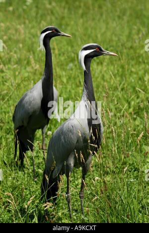 Demoiselle gru (Anthropoides virgo), di due uccelli in piedi sull'erba Foto Stock