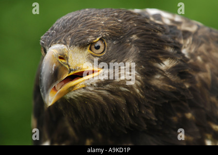 American aquila calva (Haliaeetus leucocephalus), Ritratto giovanile Foto Stock