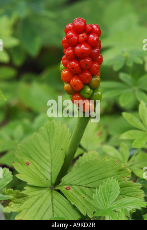 Signori italiani-e-ladies, Italiano arum (Arum italicum), infructescence tra foglie di una pianta di fragola Foto Stock