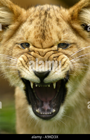 Lion (Panthera leo), cub ululano Foto Stock