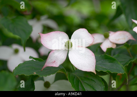 Cornus x rutgersiensis Ruth Ellen Foto Stock