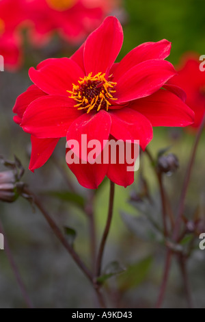 Dahlia Vescovo di Llandaff Foto Stock