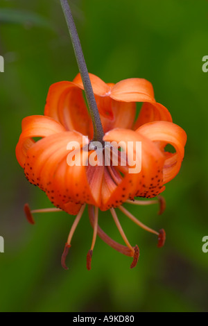 Il Lilium lancifolium Foto Stock