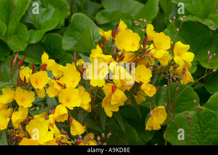 Oenothera fruticosa ssp Glauca Sonnenwende Foto Stock