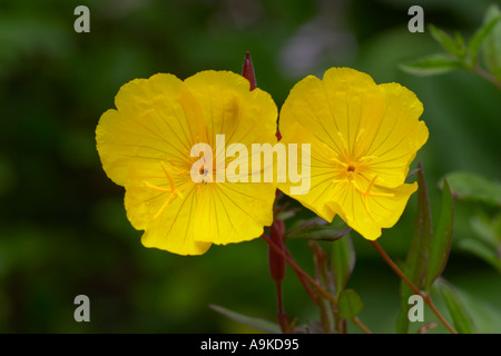 Oenothera fruticosa ssp Glauca Sonnenwende Foto Stock