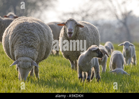 Gli animali domestici delle specie ovina (Ovis ammon f. aries), belati ovini in allevamento, GERMANIA Baden-Wuerttemberg Foto Stock