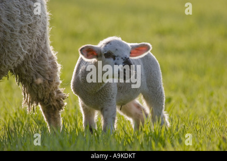 Gli animali domestici delle specie ovina (Ovis ammon f. aries), di agnello, GERMANIA Baden-Wuerttemberg Foto Stock