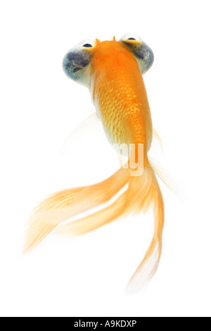 Goldfish, carpa comune, occhio celeste goldfish, celesti, Chotegan (Carassius auratus) Foto Stock