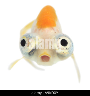 Goldfish, carpa comune, occhio celeste goldfish, celesti, Chotegan (Carassius auratus) Foto Stock