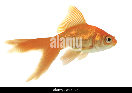 Goldfish, carpa comune, fiocco, Comet, coda forcuta (Carassius auratus) Foto Stock