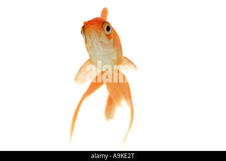 Goldfish, carpa comune, fiocco, Comet, coda forcuta (Carassius auratus) Foto Stock