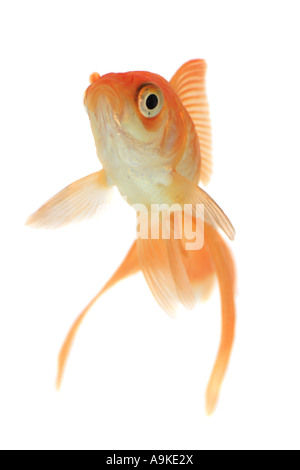 Goldfish, carpa comune, fiocco, Comet, coda forcuta (Carassius auratus) Foto Stock