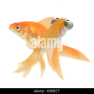 Goldfish, carpa comune (Carassius auratus), la cometa e celeste Foto Stock