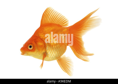 Goldfish, carpa comune, fiocco (Carassius auratus auratus) Foto Stock