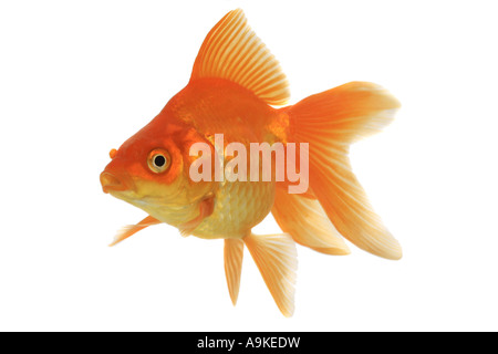 Goldfish, carpa comune, fiocco (Carassius auratus auratus) Foto Stock