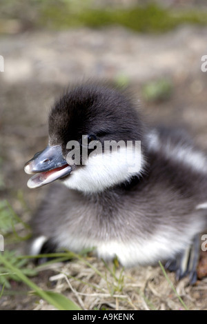 Comune di goldeneye, goldeneye anatroccolo (Bucephala clangula), pulcino, Regno Unito, Scozia, Highlands Foto Stock