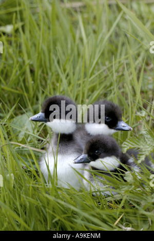 Comune di goldeneye, goldeneye anatroccolo (Bucephala clangula), tre pulcini, Regno Unito, Scozia, Highlands Foto Stock