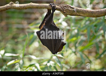 Rodriguez frutto Bat Pteropus Rodricensis Foto Stock