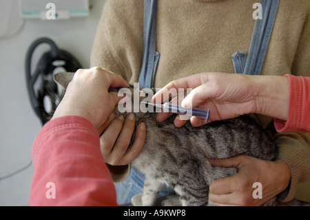 Il gatto domestico, il gatto di casa (Felis silvestris f. catus), ottenendo la medicina Foto Stock