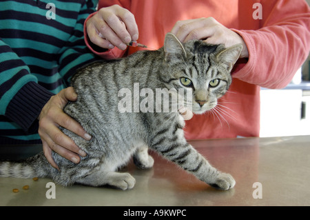 Il gatto domestico, il gatto di casa (Felis silvestris f. catus), ottenendo la medicina Foto Stock