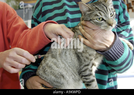 Il gatto domestico, il gatto di casa (Felis silvestris f. catus), ottenendo la medicina Foto Stock