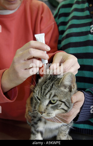 Il gatto domestico, il gatto di casa (Felis silvestris f. catus), ottenendo la medicina Foto Stock