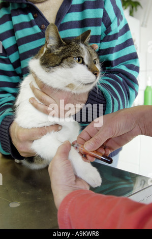 Il gatto domestico, il gatto di casa (Felis silvestris f. catus), ottenendo la medicina Foto Stock