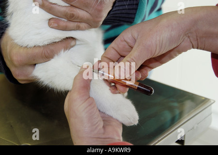 Il gatto domestico, il gatto di casa (Felis silvestris f. catus), ottenendo la medicina Foto Stock