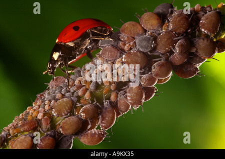 Sette Spot coccinella, Coccinella septempunctata, mangiare gli afidi Foto Stock