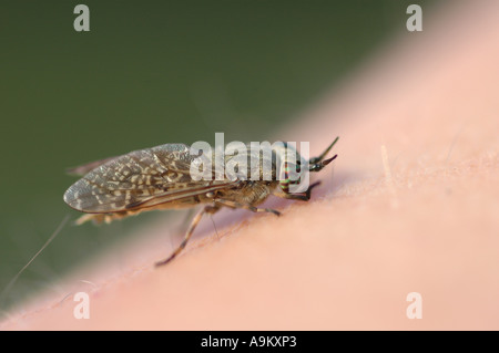 Cleg-fly, cleg (Haematopota pluvialis), sulla pelle, Germania Foto Stock