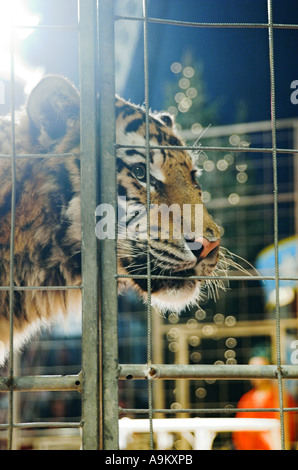 Tiger (Panthera tigris), nel circus, Germania Foto Stock