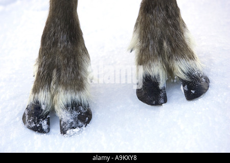 Renne (Rangifer tarandus), impronta nella neve, Regno Unito, Scozia Foto Stock