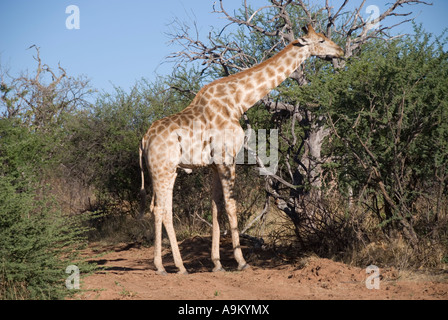 Maschio adulto giraffe alimentando in Namibia Foto Stock