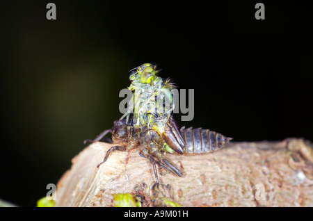 Ampio emergenti corposi Chaser Libellula Foto Stock