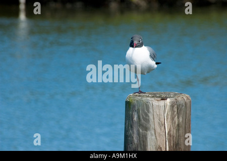 Comune di girare in piedi su una gamba Foto Stock