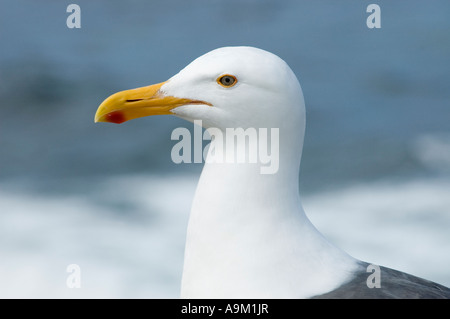 Graphic pongono di seagull close up Foto Stock