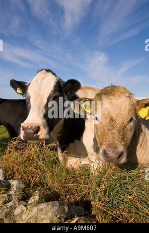 dh mucche ANIMALI UK bovini bovini Harray Orkney fattoria animale vicino coppia di teste si affaccia su due fence testa nazionale Foto Stock