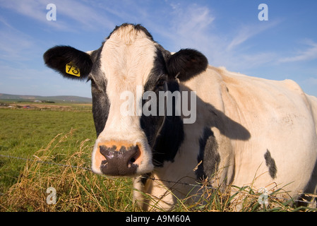 Dh mucca animali REGNO UNITO Carni bovine Vacca in campo Harray Orkney faccia allevamento di testa di animale da vicino Foto Stock