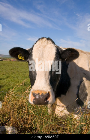 Dh mucca animali UK beef cow Harray Orkney faccia allevamento di testa di animale close up nessuno Foto Stock