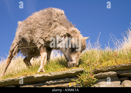 Dh Farm Museum CORRIGALL ORKNEY North Ronaldsay pecore tappeto erboso mangiare erba del tetto Foto Stock