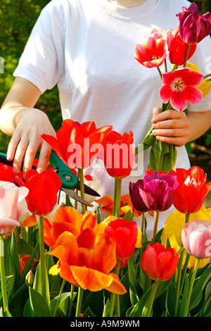 Tulipani di picking Foto Stock