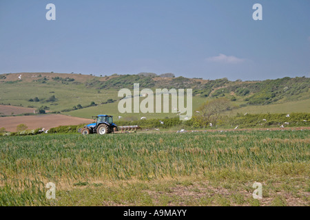 Trattore campo di aratura seguita da gabbiani Foto Stock