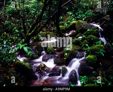 SHOLA ERAVIKULAM NEL PARCO NAZIONALE DI MUNNAR KERALA Foto Stock