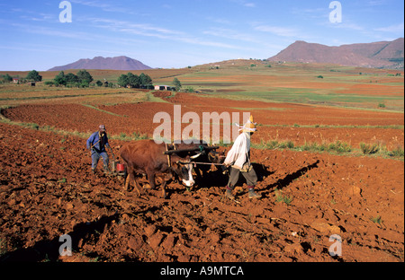 Gli agricoltori la semina del mais, Malealea, Lesotho Foto Stock