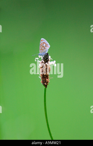 Blu comune Polyommatus icarus butterfly sono ' appollaiati sulla testa di piantaggine Shropshire England Regno Unito GB Europa Foto Stock
