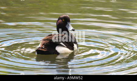 Moretta Aythya fuligula sul fiume di acqua Slimbridge fauna selvatica e zone umide trust WWT Glos GLOUCESTERSHIRE REGNO UNITO GB Foto Stock