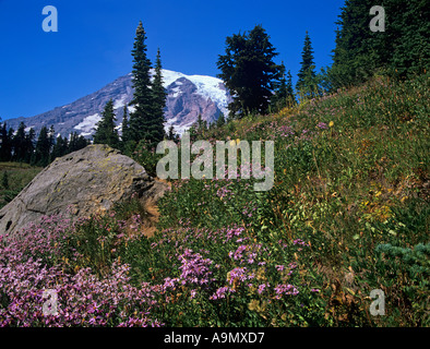 Il parco nazionale del monte Rainier nello stato di Washington USA Settembre cascata fiori Aster e "Pasque fiori spontanei in questo delizioso Foto Stock