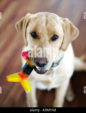 Close up di un giallo Labrador retriever con una gomma giocattolo stridulo nella sua bocca Foto Stock