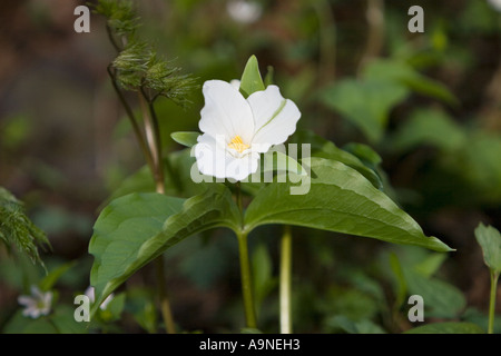 White Trillium Trillium Grandiflorum nelle Smoky Mountains Foto Stock